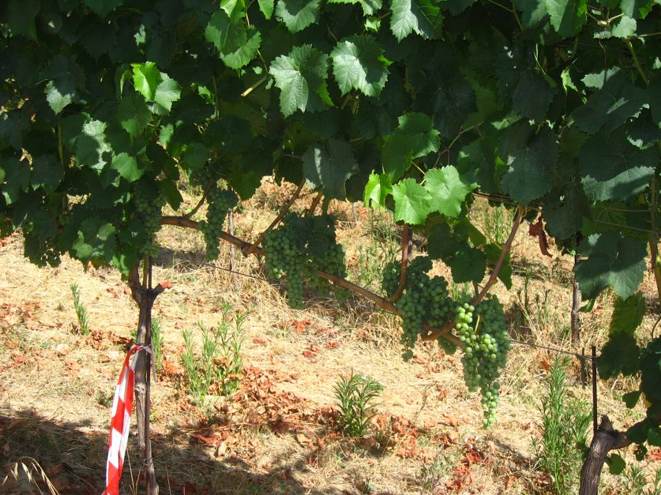 Experimentation in the vineyard