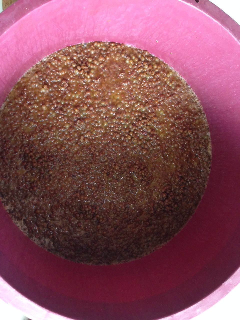 Harvest 2015 is started