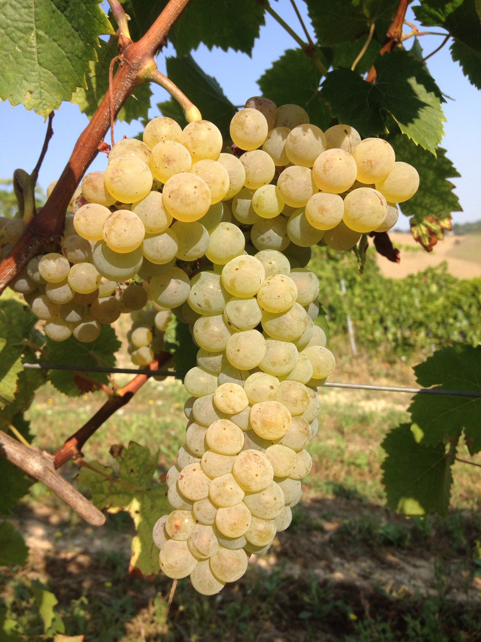 Nel mezzo del cammin….di nostra vendemmia!!